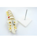 Lombar spine with sacrum - life size (code S20)