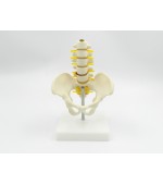 Pelvis with 5 lumbar vertebrae - half size (code S21)