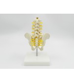 Pelvis with 5 lumbar vertebrae - half size (code S21)