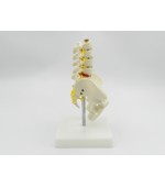 Pelvis with 5 lumbar vertebrae - half size (code S21)