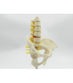 Pelvis cu 5 vertebre lombare - mic (cod S21)