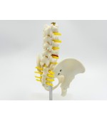 Pelvis cu 5 vertebre lombare - mic (cod S21)