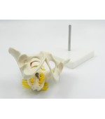 Pelvis cu 5 vertebre lombare - mic (cod S21)