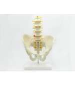 Pelvis with 5 lumbar vertebrae - life size (code S22)