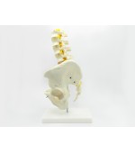 Pelvis cu 5 vertebre lombare - marime naturala (cod S22)