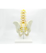 Pelvis with 5 lumbar vertebrae - life size (code S22)