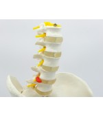 Pelvis with 5 lumbar vertebrae - life size (code S22)