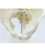 Pelvis with 5 lumbar vertebrae - life size (code S22)