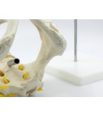 Pelvis cu 5 vertebre lombare - marime naturala (cod S22)