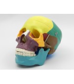 Human skull with colored bones (code S25)