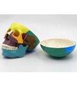Human skull with colored bones (code S25)