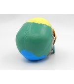 Human skull with colored bones (code S25)