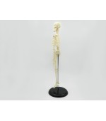 Human skeleton - 45 cm (code S26)