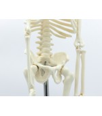 Human skeleton - 45 cm (code S26)