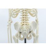Human skeleton - 45 cm (code S26)