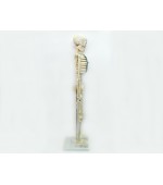 Human skeleton with spinal nerves (code S27)