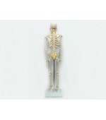 Human skeleton with spinal nerves (code S27)