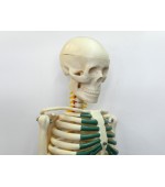 Human skeleton with spinal nerves (code S27)