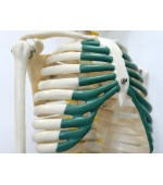 Human skeleton with spinal nerves (code S27)
