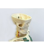 Human skeleton with spinal nerves (code S27)