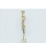 Human skeleton - 85 cm (code S28)