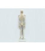 Schelet uman - 85 cm (cod S28)