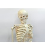 Human skeleton - 85 cm (code S28)