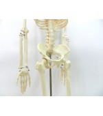 Schelet uman - 85 cm (cod S28)