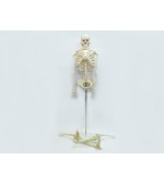 Schelet uman - 85 cm (cod S28)