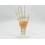 Hand skeleton with ligaments (code S29)