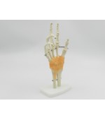 Hand skeleton with ligaments (code S29)