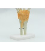 Hand skeleton with ligaments (code S29)