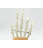Schelet mana cu ligamente (cod S29)