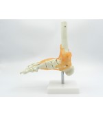 Foot skeleton with ligaments (code S30)