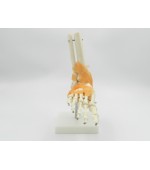 Schelet picior cu ligamente (cod S30)