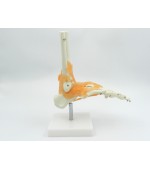 Schelet picior cu ligamente (cod S30)