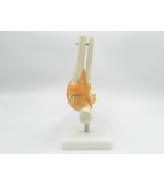 Foot skeleton with ligaments (code S30)
