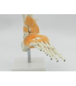 Foot skeleton with ligaments (code S30)