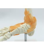 Schelet picior cu ligamente (cod S30)