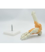 Schelet picior cu ligamente (cod S30)
