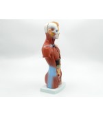 Torso with internal organs - 26 cm (code S31)