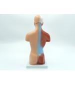 Torso with internal organs - 26 cm (code S31)
