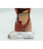 Trunchi uman cu organe interne - 26 cm (cod S31)