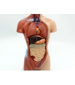 Torso with internal organs - 26 cm (code S31)