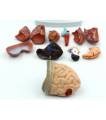 Torso with internal organs - 26 cm (code S31)