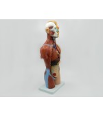 Torso with internal organs - 42 cm (code S32)