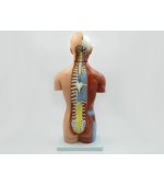 Torso with internal organs - 42 cm (code S32)