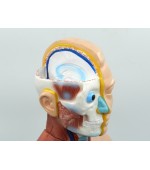 Torso with internal organs - 42 cm (code S32)