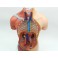 Trunchi uman cu organele interne - 42 cm (cod S32)