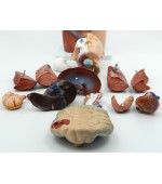 Torso with internal organs - 42 cm (code S32)